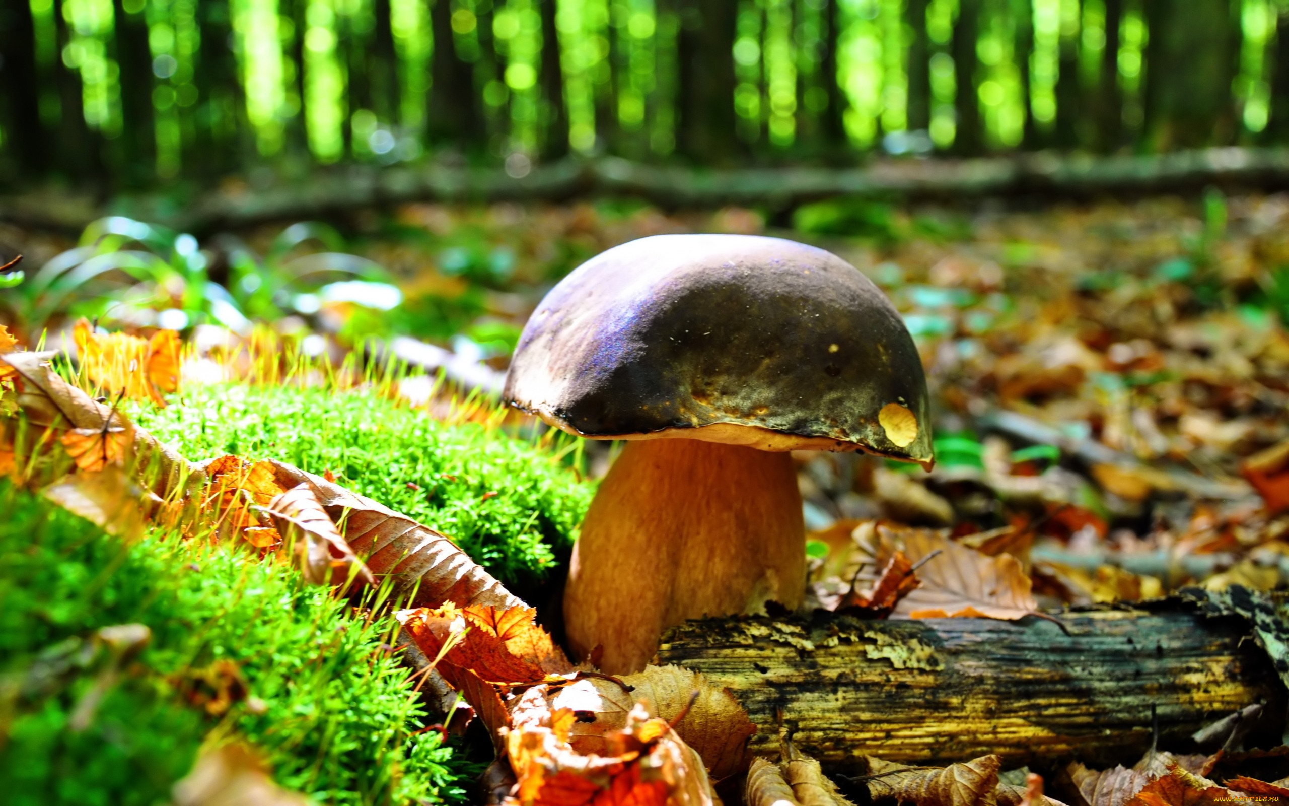 Фото грибы в лесу осенью фото